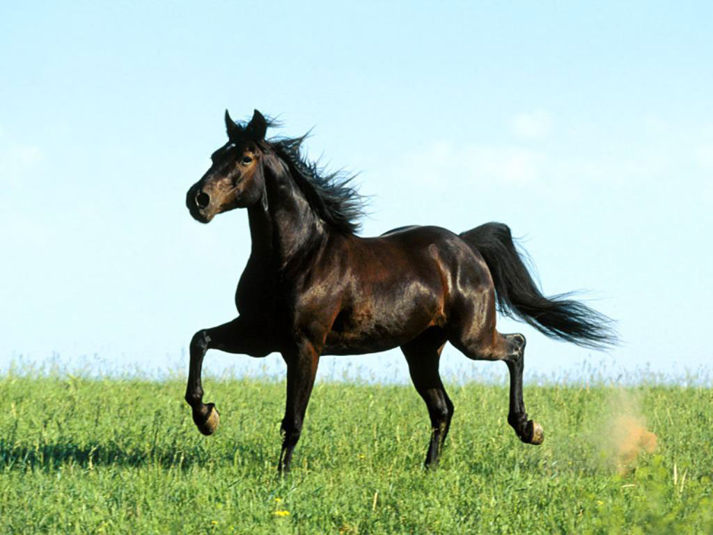 cavall raça andalus