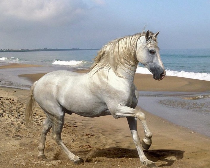 cavall raça Peruà